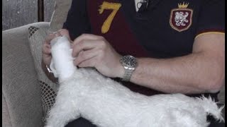 Dog first aid Emergency tail bandaging [upl. by Millie384]