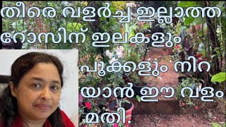 തീരെ വളർച്ച ഇല്ലാത്ത റോസിന് ഇലകളും പൂക്കളും നിറയാൻ ഈ വളം മതി [upl. by Henni]