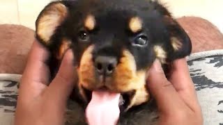 THE BEST CUTE AND FUNNY DOG VIDEOS OF 2023 🐶 [upl. by Neram]