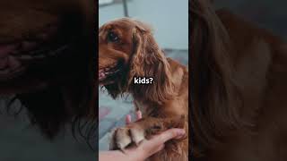 🐶Incredible Cocker Spaniel Facts You Won’t Believe😱✨ CockerSpanielMagic DogWonders animalkingdom [upl. by Elletsyrk892]