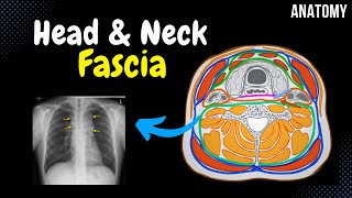 Fascia of the Head and Neck Groups Attachment Points Arrangement [upl. by Aleahcim]