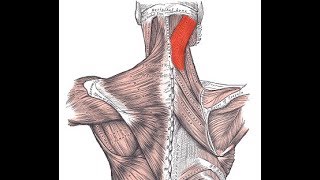 Exercise for the splenius capitis muscle [upl. by Onaireves]