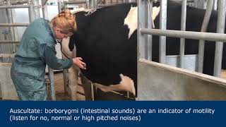 Abdominal examination in ruminants [upl. by Mairhpe521]