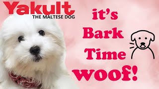 Our Maltese Puppy Barking Nonstop Watch To Find Out The Reason  Yakult The Maltese Dog [upl. by Kat346]