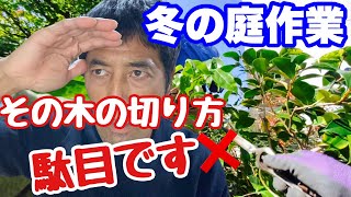 【冬の庭作業】庭木の切り方それは駄目ですよ！ [upl. by Deehan]