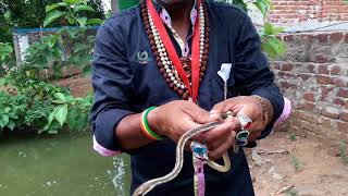 Man rescue snake non venomous Bronze back tree snake snake rescue team Panchet dam N G O [upl. by Amalee]