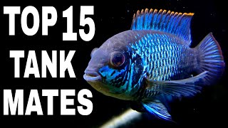 Top 15 Tank Mates For Electric Blue Acara Cichlid [upl. by Airod]