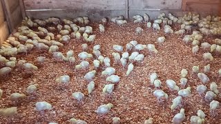 Brooding 300 broilers cost of feed and day old chicks so high preparing for Christmas season [upl. by Jacinta]