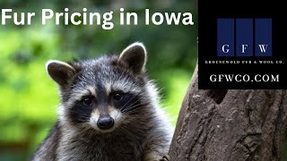 Fur Pricing Update GFW  Iowa Stop [upl. by Hyacintha]