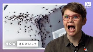 Should We Fear Huntsman Spiders [upl. by Elletsirhc]