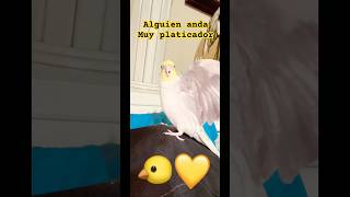 Chapitas platicador tiene mucho que decir 🐤💛 ninfa cockatiel parrot cute aves cuteanimals [upl. by Zelle]