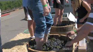 Crush Stomping grapes at Stryker in Sonoma [upl. by Hapte]