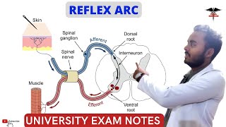 Reflex Arc  CNS Physiology  MBBS  Nursing  BDS  BMLT Lecture [upl. by Tonneson]