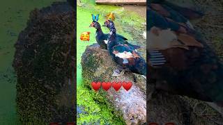 Wild Mating Rituals of Muscovy Ducks duck animals quack mating cute হাঁস [upl. by O'Malley]