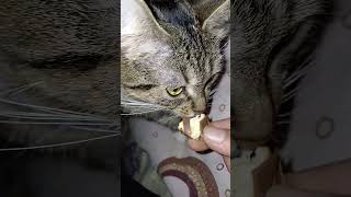 Rox eats nougat candies cat [upl. by Wurtz]