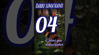 barbos sumatranos 04 cosas que debes saber [upl. by Adamek693]