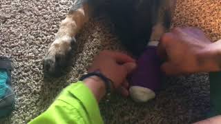 Putting Running Ruffwear Shoes on Dewclaws Shepard  How to Run With Your Dog [upl. by Kery]