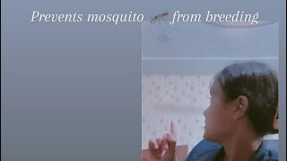 prevents mosquito 🦟 from breeding 😉 success path bhumi 👀mosquito diseaseprevention subscribe 🙏🙂 [upl. by Ylehsa]