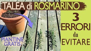 TALEA DI ROSMARINO  3 ERRORI da EVITARE [upl. by Annotahs]