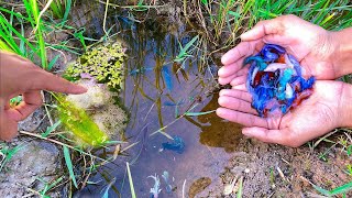 The Lucky Place To Found A Lot Of Beautiful Galaxy Betta Fish Goldfish Other Fish In Rice Field [upl. by Qirat]