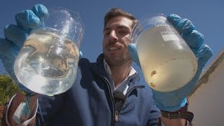 Electric bacteria can purify sewage water  fast [upl. by Yreffej]