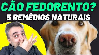 CACHORRO FEDORENTO ✅ 5 remédios caseiros que FUNCIONAM [upl. by Dadelos]