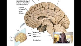 Lecture11 Central Nervous System [upl. by Shurwood891]