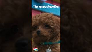 Puppy Detective 🕵️ Pet Shows for Preschool  Mittens amp Pants shorts cute animals [upl. by Sawyor]