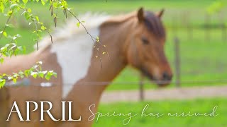 Spring Has Arrived But both horses are having health issues [upl. by Viki]