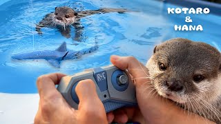 カワウソのプールにサメのラジコンを入れたらどうなるのか？ Otters’ Funny Reactions to RC Shark in the Pool [upl. by Anaimad]