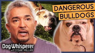 Cesars Secrets for Taming Hostile Dogs  Season 8 Episode 1  Dog Whisperer With Cesar Millan [upl. by Aidile921]