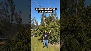 Dendrocalamus Giganteus “Dragon Bamboo” 🐉🎋❤️ bamboo dendrocalamus giganteus gardening eatable [upl. by Terrena]