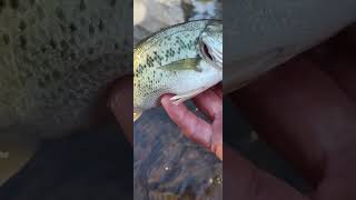 Creek Bass  Fish 4 of 4 Location 3New Spot [upl. by Eillam820]