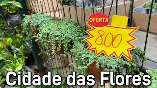 Plantas partir R800  Ceaflor Holambra [upl. by Leede]