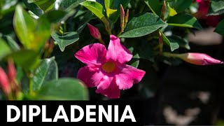 Dipladenia [upl. by Elwin]