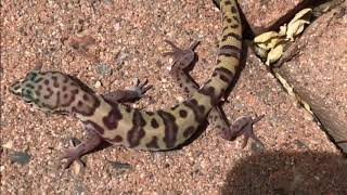 Western Banded Gecko Bite [upl. by Whitson]