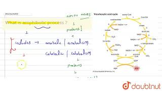 What is amphibolic process   CLASS 11  RESPIRATION IN PLANTS  BIOLOGY  Doubtnut [upl. by Yrekcaz659]