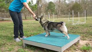 How to start agility training with a Swedish Vallhund [upl. by Eresed]