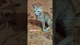 New video manjar manjar video catvideo cat trending bhojpuri shortvideos Billi ke video [upl. by Aicatsan]