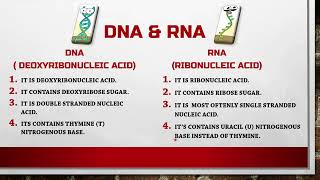 Difference Between DNA amp RNA  DNA vs RNA [upl. by Allecsirp570]