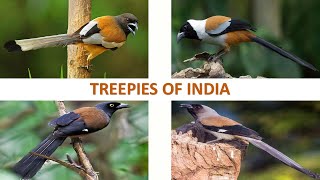 Treepies of India 🇮🇳  Birds  Indian Birds [upl. by Odnomyar]