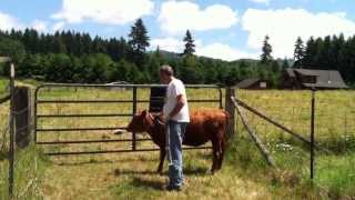 Teaching our Calf to Lead  Part 2 of 6 real time [upl. by Leffert889]