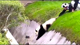 Ozzy Man Reviews PANDAS [upl. by Skilken207]