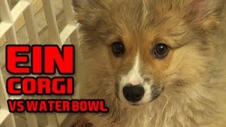 Ein The Puppy CORGI Vs The Water Bowl [upl. by Martens]