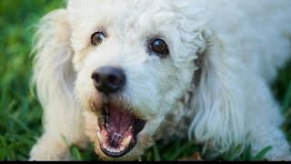 Bolognese Dog Barking [upl. by Tomas]