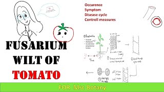 Fusarium wilt of tomato Mscbotany diseasesoftomatoplantpathology [upl. by Anatnas141]