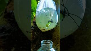 Make clear water in plastic camping bushcraft survival outdoors skills survivalbogura [upl. by Icak4]