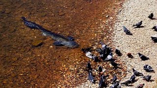 Catfish Grabs and Eat Pigeon by Catfish World [upl. by Isdnyl]