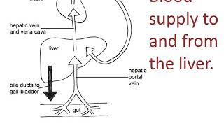 Liver structure and function [upl. by Hgielrebmik137]