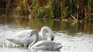 Tundra Swans at Pickering Creek Audubon Center [upl. by Nilkcaj]